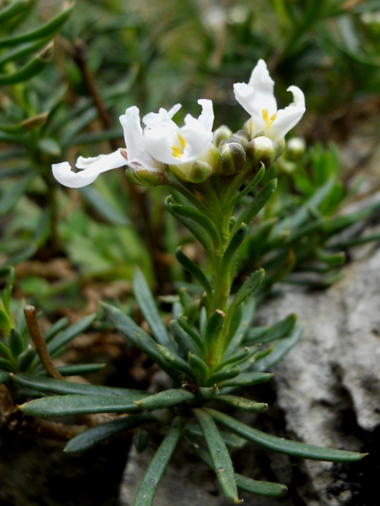 Iberis saxatilis / Iberide rupestre